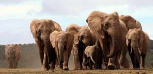 elephants-troupeau