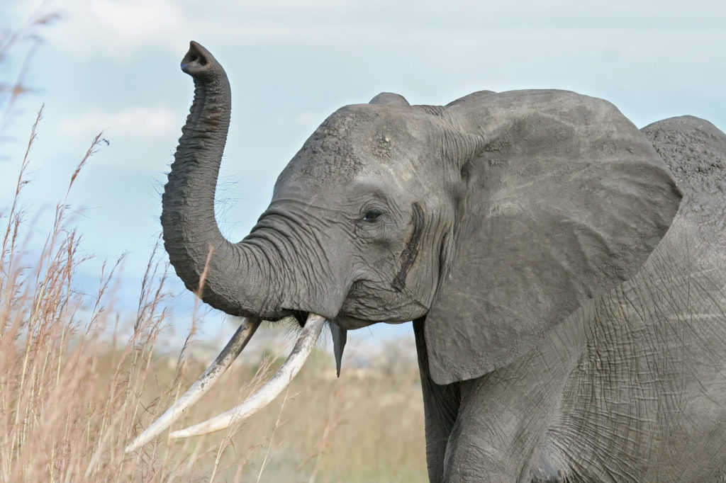 éléphant-afrique-web