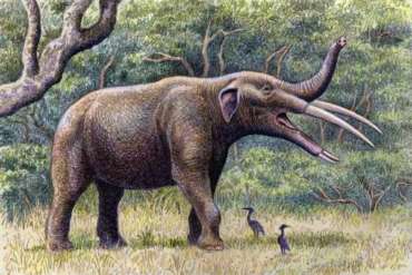 gomphotherium-ancetre-elephant-mammouth
